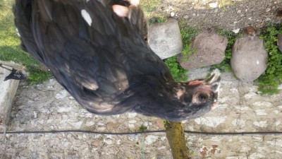 20170423_155655.jpg (111.41 KiB) Osservato 944 volte 20170423_155655.jpg