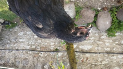 20170423_155657.jpg (94.23 KiB) Osservato 944 volte 20170423_155657.jpg