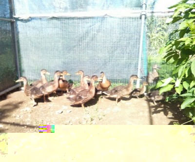 IMG_20170516_101437.jpg (160.9 KiB) Osservato 651 volte IMG_20170516_101437.jpg