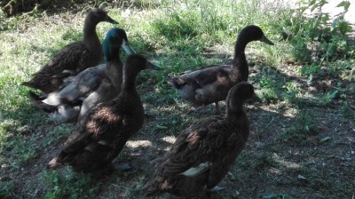 IMG_20170526_160418.jpg (127.65 KiB) Osservato 1236 volte IMG_20170526_160418.jpg