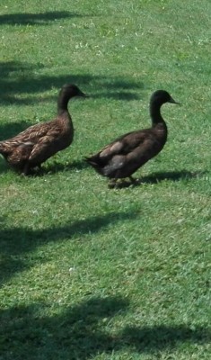 IMG_20170530_231249.jpg (98.16 KiB) Osservato 1236 volte IMG_20170530_231249.jpg