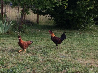 IMG_0152.JPG (165.39 KiB) Osservato 778 volte IMG_0152.JPG