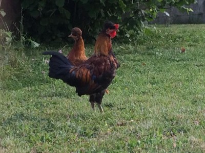 IMG_0159.JPG (115.09 KiB) Osservato 778 volte IMG_0159.JPG