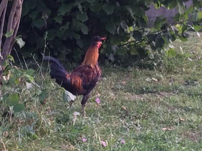 IMG_0156.JPG (114.19 KiB) Osservato 778 volte IMG_0156.JPG