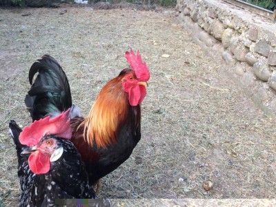 IMG_0158.JPG (183.82 KiB) Osservato 776 volte IMG_0158.JPG