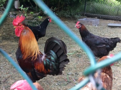 IMG_0157.JPG (142.48 KiB) Osservato 776 volte IMG_0157.JPG