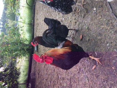 IMG_0039.JPG (169 KiB) Osservato 776 volte IMG_0039.JPG