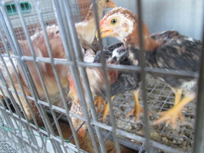 IMG_0654po.JPG (70.5 KiB) Osservato 1132 volte IMG_0654po.JPG