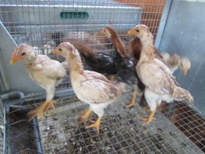 IMG_0658pi.JPG (80.11 KiB) Osservato 1132 volte IMG_0658pi.JPG