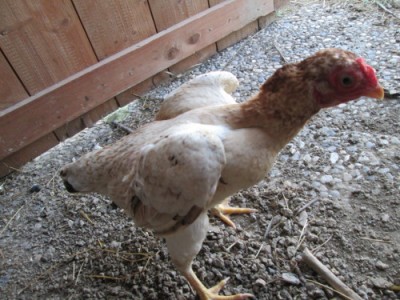 IMG_0662.JPG (91.68 KiB) Osservato 1131 volte IMG_0662.JPG