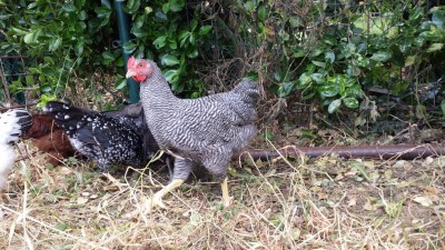 20170604_104519.jpg (178.99 KiB) Osservato 712 volte 20170604_104519.jpg