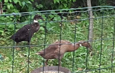 20170606_104022.jpg (100.2 KiB) Osservato 638 volte 20170606_104022.jpg