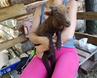 20170529_115019.jpg (143.24 KiB) Osservato 994 volte 20170529_115019.jpg