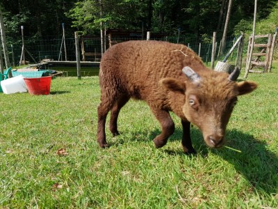 20170529_101648.jpg (226.53 KiB) Osservato 994 volte 20170529_101648.jpg