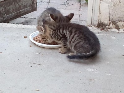 IMG_20170531_185216.jpg (93.83 KiB) Osservato 677 volte IMG_20170531_185216.jpg