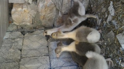 P_20170713_110402.jpg (77.29 KiB) Osservato 860 volte P_20170713_110402.jpg