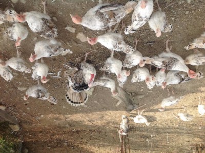 image.jpg (167.54 KiB) Osservato 1043 volte image.jpg