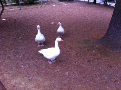 IMG_3529.JPG (99.37 KiB) Osservato 974 volte IMG_3529.JPG