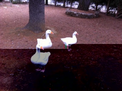 IMG_3537.JPG (113.34 KiB) Osservato 948 volte IMG_3537.JPG