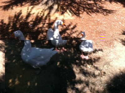 IMG_3570.JPG (107.99 KiB) Osservato 974 volte IMG_3570.JPG