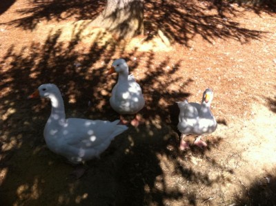 IMG_3575.JPG (120.07 KiB) Osservato 948 volte IMG_3575.JPG