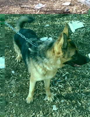 20170914_173153-1.jpg (235.76 KiB) Osservato 1020 volte 20170914_173153-1.jpg