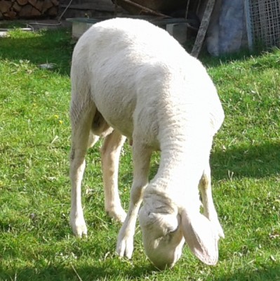 1.jpg (196.45 KiB) Osservato 927 volte 1.jpg