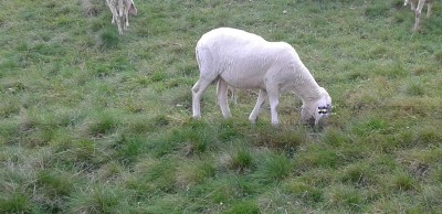 2.jpg (204.86 KiB) Osservato 927 volte 2.jpg