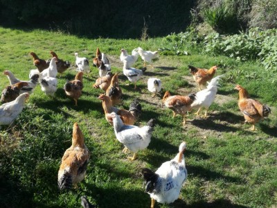 IMG_20171112_114300.jpg (201.96 KiB) Osservato 883 volte IMG_20171112_114300.jpg