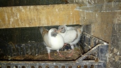 triganini 2017..jpg (49.34 KiB) Osservato 805 volte triganini 2017..jpg