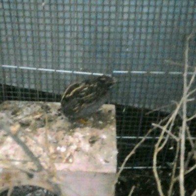 rps20180128_181649.jpg (49.6 KiB) Osservato 808 volte rps20180128_181649.jpg