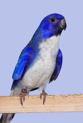 blu.jpg (48.82 KiB) Osservato 798 volte blu.jpg