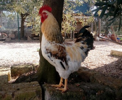 20180204_124519-1.jpg (188.38 KiB) Osservato 1333 volte 20180204_124519-1.jpg