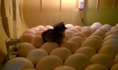 incubatrice2.JPG (39.7 KiB) Osservato 939 volte incubatrice2.JPG