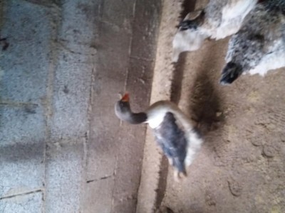 20180214_155947.jpg (72.14 KiB) Osservato 856 volte 20180214_155947.jpg