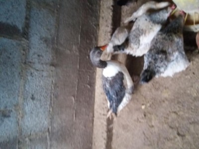 20180214_155950.jpg (67.22 KiB) Osservato 855 volte 20180214_155950.jpg