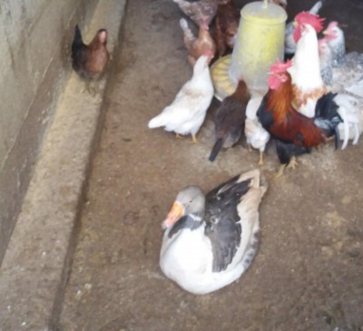 20180214_194913.jpg (75.95 KiB) Osservato 855 volte 20180214_194913.jpg