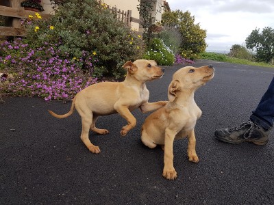 20180225_122841.jpg (368.23 KiB) Osservato 960 volte 20180225_122841.jpg