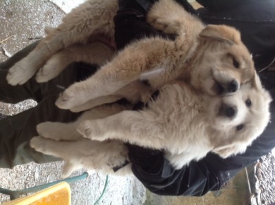 IMG_2324.JPG (106.33 KiB) Osservato 1034 volte IMG_2324.JPG