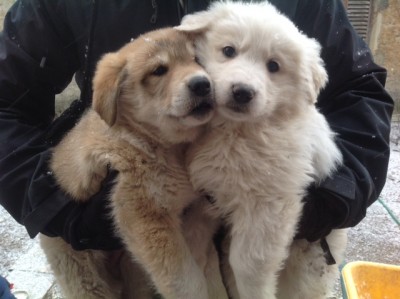 IMG_2325.JPG (105.18 KiB) Osservato 1034 volte IMG_2325.JPG