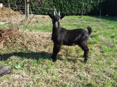 20180323_150147.jpg (268.63 KiB) Osservato 1063 volte 20180323_150147.jpg