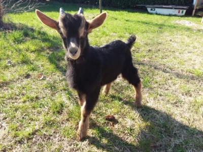 20180323_150025.jpg (230.1 KiB) Osservato 1063 volte 20180323_150025.jpg