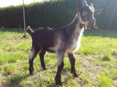 20180323_145735(0).jpg (176.73 KiB) Osservato 1063 volte 20180323_145735(0).jpg