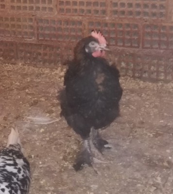 IMG_20180518_173522_resized_20180518_073454376.jpg (316.77 KiB) Osservato 782 volte IMG_20180518_173522_resized_20180518_073454376.jpg