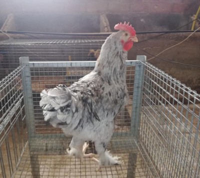 IMG_20180518_172814_resized_20180518_073453801.jpg (110.92 KiB) Osservato 782 volte IMG_20180518_172814_resized_20180518_073453801.jpg