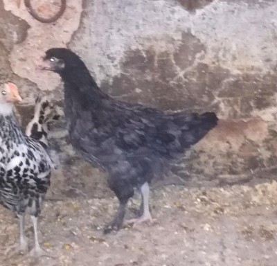 IMG_20180518_173426.jpg (134.11 KiB) Osservato 782 volte IMG_20180518_173426.jpg