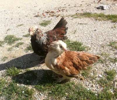 IMG_20180518_173051_resized_20180518_073452695.jpg (243.28 KiB) Osservato 782 volte IMG_20180518_173051_resized_20180518_073452695.jpg