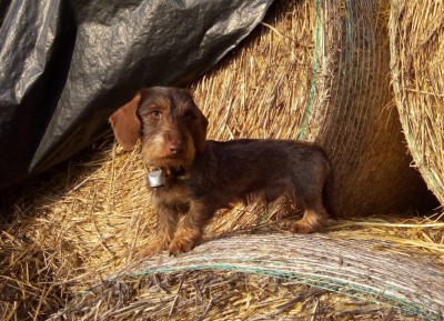 P_20180127_155249_1 (1).jpg (186.08 KiB) Osservato 847 volte P_20180127_155249_1 (1).jpg