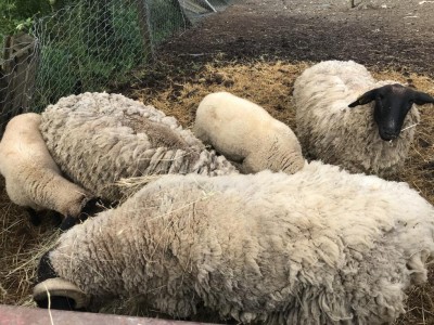 4D998095-E248-4330-9B80-50024B8CF2E4.jpeg (187.21 KiB) Osservato 774 volte 4D998095-E248-4330-9B80-50024B8CF2E4.jpeg