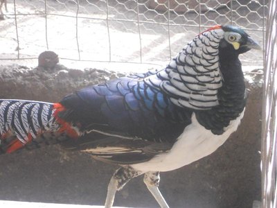 Immagine 069.jpg (121.7 KiB) Osservato 706 volte Immagine 069.jpg